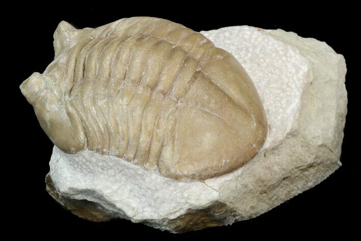 Asaphus Lepidurus Trilobite - Russia #43677